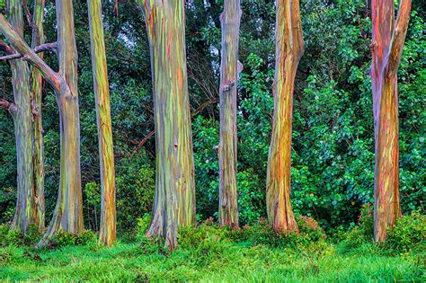 Rainbow Eucalyptus Trees Are One Of The Most Colorful Trees - Small Joys