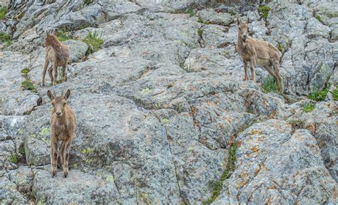 Free Images : mountains, kyrgyzstan, wildlife, fauna, ecosystem, nature reserve, national park ...