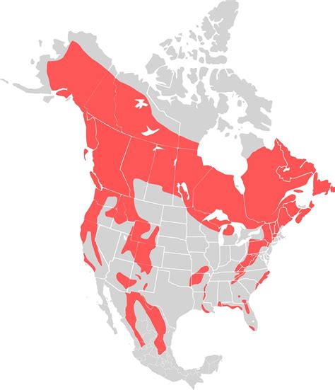 Understanding The Distribution And Ecology Of Black Bears In Maine: A ...