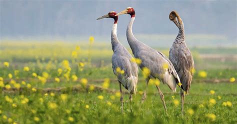 Bird Watching Tour | Bird Watching tour in Nepal