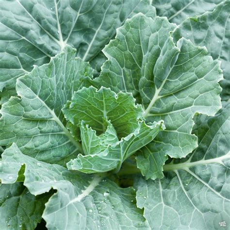 Collard Greens — Green Acres Nursery & Supply