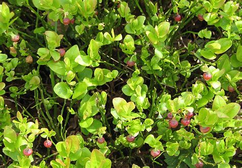 Flowering stage of the bilberry plant © Pauline E cc-by-sa/2.0 :: Geograph Britain and Ireland