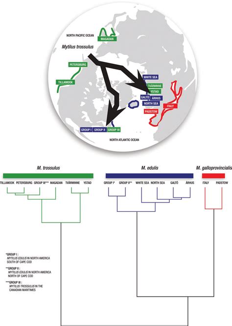 Evolutionary relationships among Mytilus species as shown by a UPGMA ...