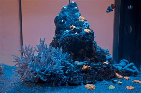 Inspirational aquariums: The blue lagoon - Practical Fishkeeping