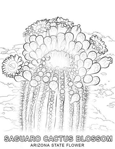 Arizona State Flower coloring page | Free Printable Coloring Pages