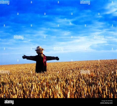 Scarecrow in a wheat field Stock Photo, Royalty Free Image: 18168350 - Alamy