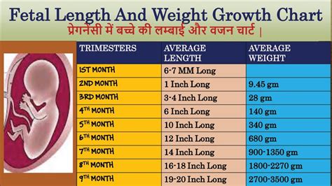 Fetal Length And Weight Growth Chart | प्रेगनेंसी में बच्चे की लम्बाई और वजन चार्ट - YouTube