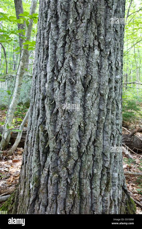 Bark of a old Bigtooth Aspen - (Populus grandidentata) along the ...