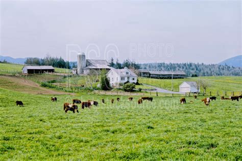 Photo of Dairy Farm by Photo Stock Source - building, Hoods Canal ...