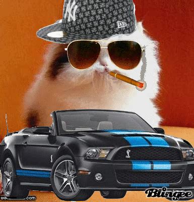 Gangsta Cat Picture #118247200 | Blingee.com