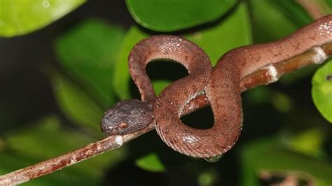 17 Astonishing Facts About Mangrove Pit Viper - Facts.net