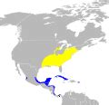 Setophaga citrina - Wikimedia Commons