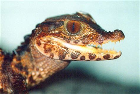 Dwarf Caiman Crocodilian - Knowledge Base LookSeek.com