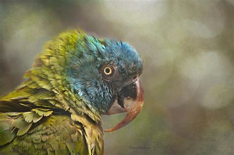 Blue crowned conure Photograph by Diane Hawkins | Fine Art America