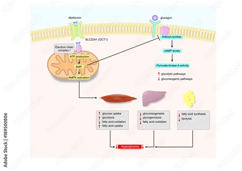 mechanism of action of metformin, an anti diabetes drug Stock ...