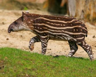 Herbivores - South American Amazon Rainforest