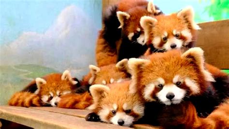 11 red panda cubs make public debut at E China zoo - CGTN