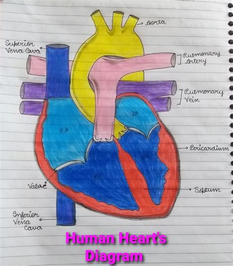 DIAGRAM OF HUMAN HEART..... | Heart diagram, Human heart diagram, Human ...