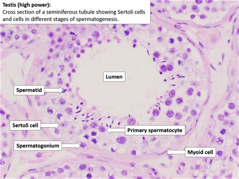 Testis and Epididymis – Normal Histology – NUS Pathweb :: NUS Pathweb