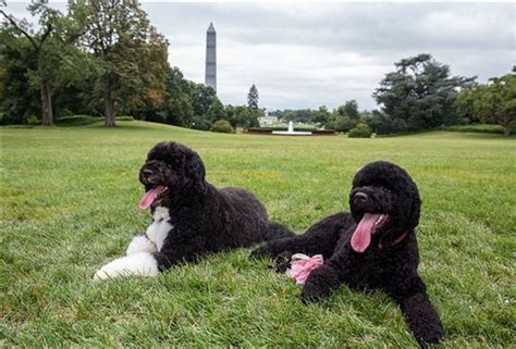 President Barack Obama's family welcomes new dog 'Sunny' for second ...