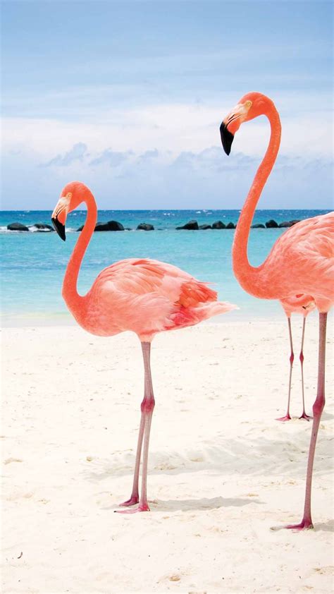 HD Mobile Wallpaper, Kappboom | Flamingo pictures, Flamingo, Flamingo beach