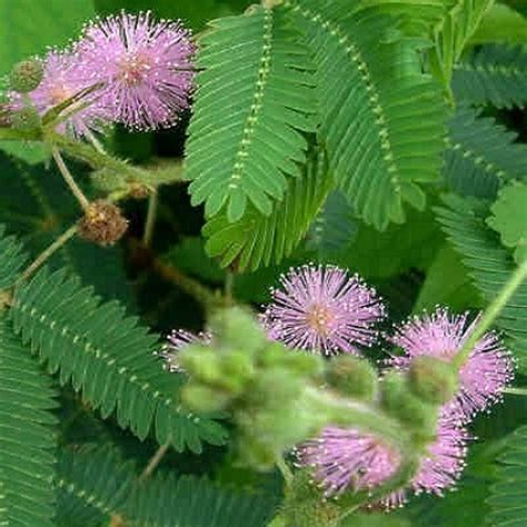 Graines de Mimosa pudica – Sensitive. Une plante intrigante