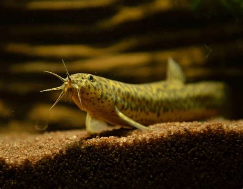 Dojo Loach: Care, Size, Tank Mates, Lifespan & Diet - Fish Laboratory