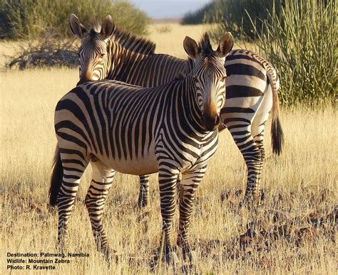 Zebra — Destination: Wildlife™
