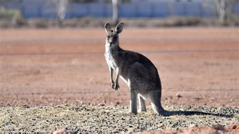 Man dies from injuries after suspected kangaroo attack | SBS News