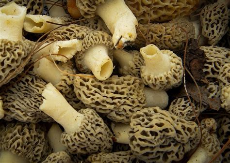 13 Common Types of Wild Mushrooms in Arkansas That People Forage - All ...