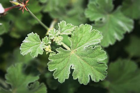 Geranium Leaf Free Stock Photo - Public Domain Pictures