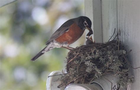 Bird Feeding Baby - Bird FeedersBird Feeders