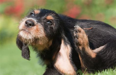 Top 10 Flea and Tick Prevention Tips - PetGuide | PetGuide