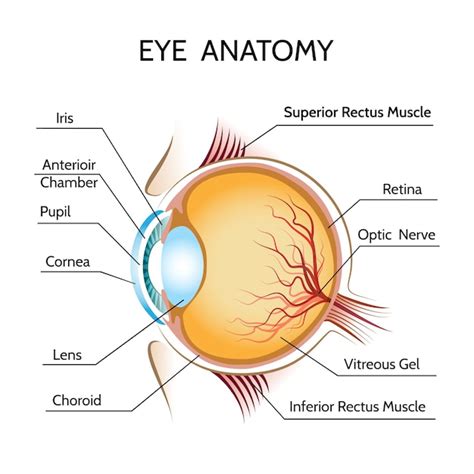 Oog anatomie illustratie | Gratis Vector