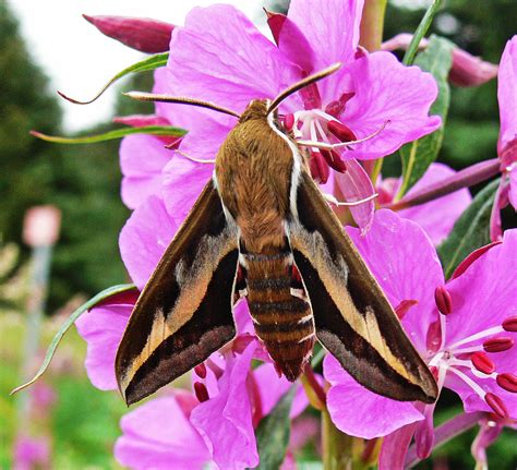 Hummingbird Hawk Moth