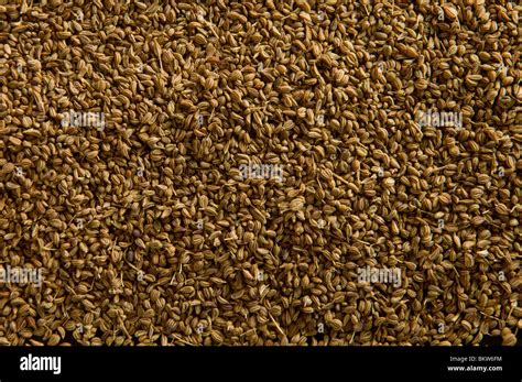 Close shot of ajwain or ajowan seeds Stock Photo - Alamy