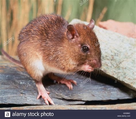 Spiny Rat High Resolution Stock Photography and Images - Alamy