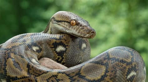 Ball Pythons | Pet Health Insurance & Tips