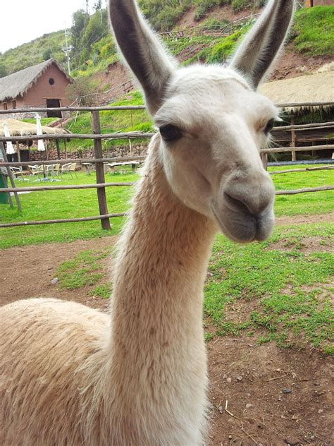 llama in Peru | Llama, Us travel, Animals