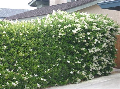 Waxleaf Privet privacy hedge | outdoor decor | Pinterest