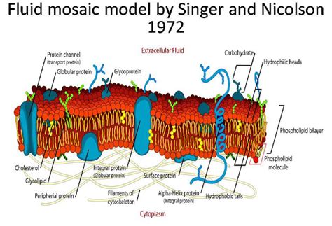 Summary of Fluid Mosaic Model of Plasma Membrane by Singer and Nicolson 1972 ~ Biology Exams 4 U