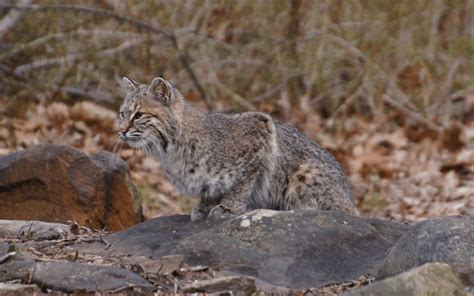 13 Animals In Prescott National Forest Seen On Our Hikes! (Photos And Trails Included)