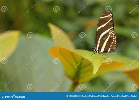 Beautiful Butterfly Zebra Longwing, Heliconius Charitonius. Butterfly in Nature Habitat. Nice ...