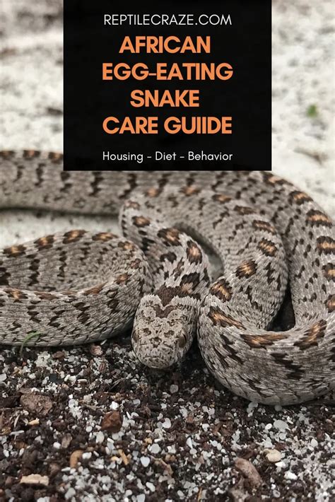 African Egg-Eating Snake Care Guide - Reptile Craze