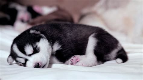 Puppy Sleeping Videos and HD Footage - Getty Images