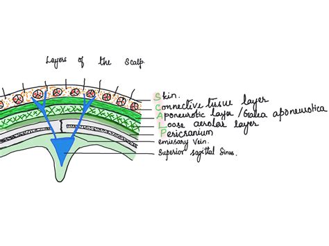 Layers of the scalp : r/Anatomy