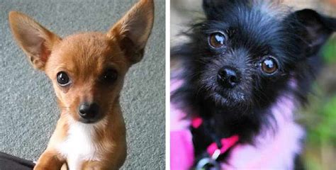 Chihuahua Mix Breeds | PETSIDI