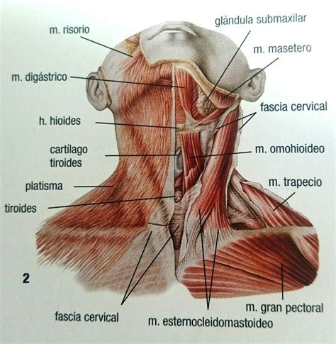 Como Se Llaman Las Partes Del Cuello