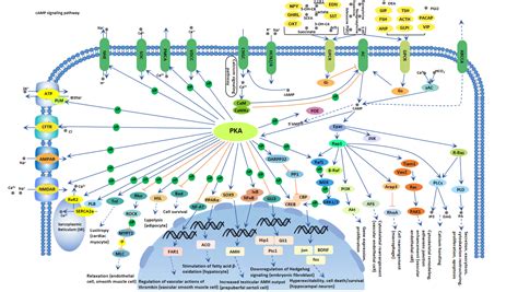 cAMP signaling pathway - Cusabio