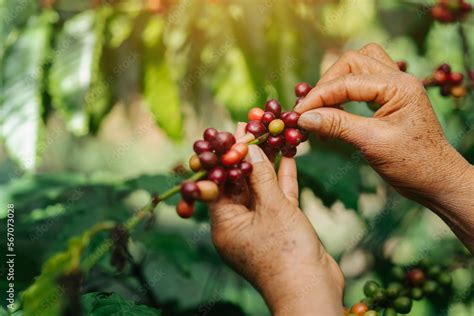 Arabica coffee berries, Farmer's hand harvesting ripe coffee beans on coffee plant. Stock Photo ...